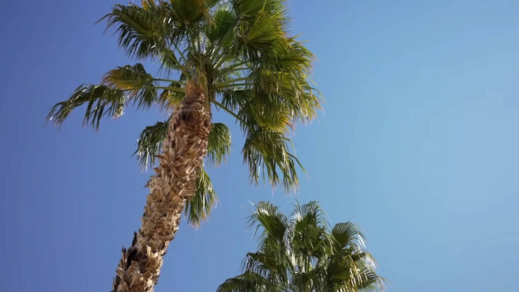Video-4.00_00_12_18.Still048
